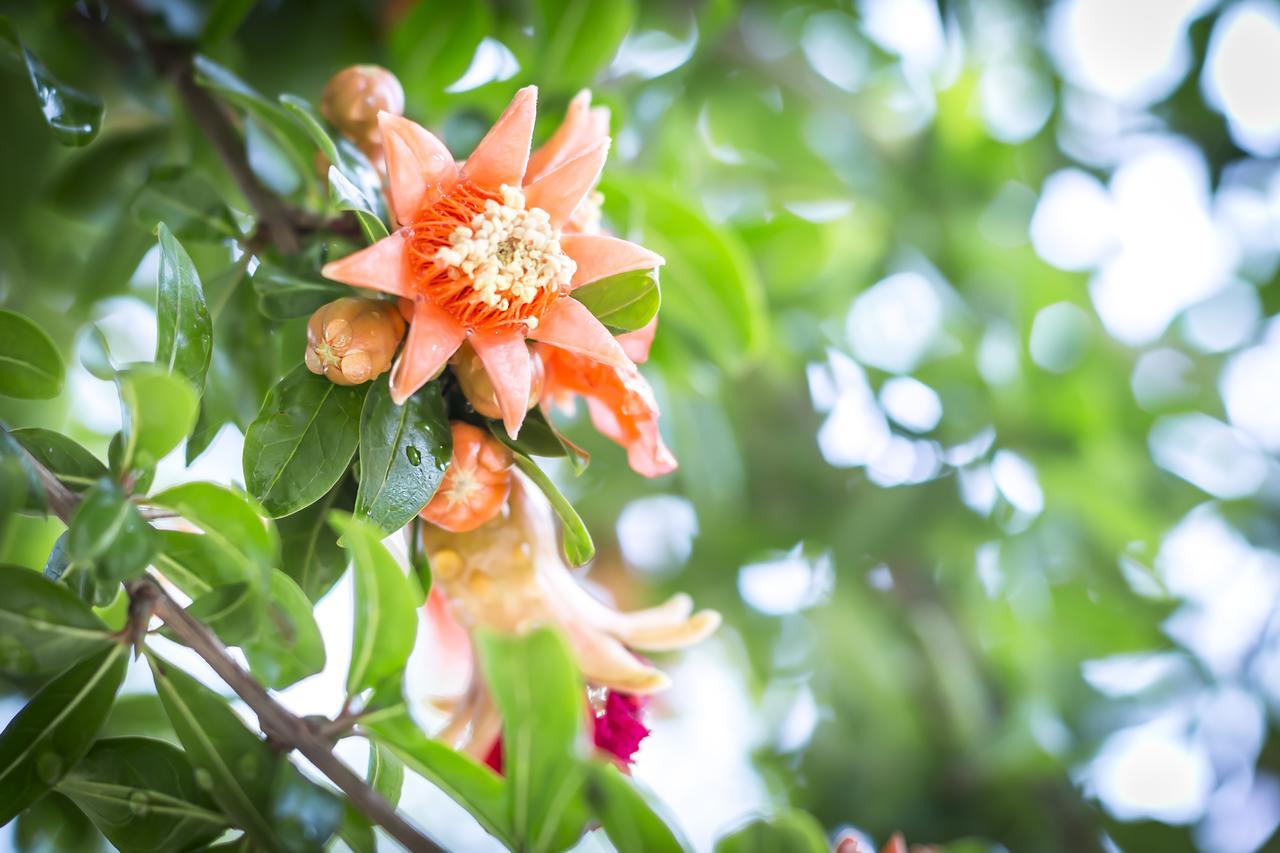Mandarinoarancio Bed and Breakfast Alezio Buitenkant foto